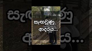 සැඟවුනු ආදරය ❤️ storyhour shortstory trending truelove animalslove viralfeedshorts [upl. by Spurgeon]