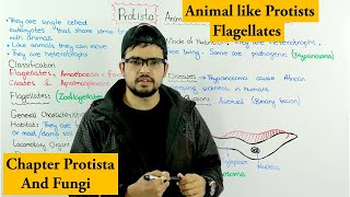 Animal Like Protists Protozoa  Flagellates  Chapter Protista and Fungi [upl. by Goldberg]