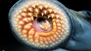 quotSilent Invadersquot Sea Lamprey 2013 [upl. by Tchao160]