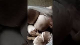 native mushroom Anong masarap na luto mga guys youtube showday roypadrigo773 [upl. by Chatwin]