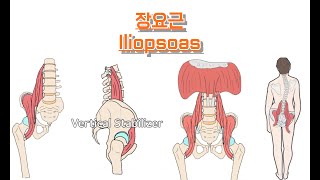 장요근 엉덩허리근 Iliopsoas 완전 정복 [upl. by Ute]