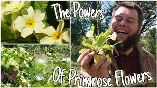 The Powers Of Primrose Flowers 🌸 Wild Edible amp Medicinal Herbs Primula Vulgaris [upl. by Hailee660]