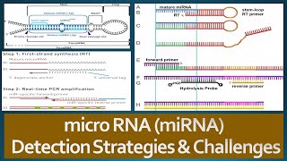 microRNAs miRNAs Detection Strategies and Challenges [upl. by Amargo633]