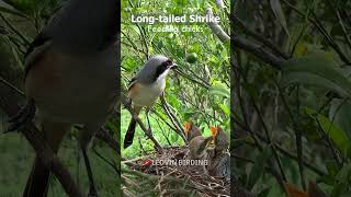 Fresh meat for the chicks again  Long tailed shrike birdfeeding birds [upl. by Camel350]