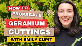 How To Propagate Geranium Cuttings Takes Less Than 1 Minute [upl. by Batish]