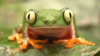 A short video on Frogs by Morley Read [upl. by Einahteb]