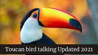 Toucan bird talking  Toucan bird as a pet  Toucan eats baby bird alive [upl. by Adnovaj]