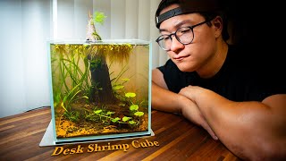 Building a small LowTech Shrimp Cube for my Desk [upl. by Ofori]