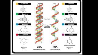 DNA and RNA Structure [upl. by Enyak]