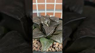 ハオルチア haworthia パウダーシュガー 阿寒湖 那智黒 [upl. by Prissy877]