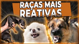 CINCO raças de cães mais REATIVAS  TOP 5  reatividadecanina [upl. by Armond]