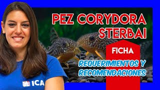 Corydora sterbai 🐟  Guía y cuidados  VÍDEO FICHA [upl. by Llenaj]