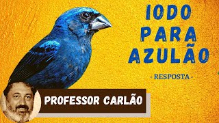 Iodo para o Azulão  Azulão muda encruada  Resposta [upl. by Dietrich]