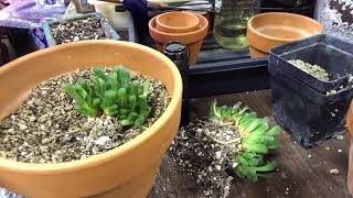 Repotting Haworthia Cooperi TruncataRoot Health Discussion [upl. by Vinia]