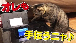 年賀状印刷のお手伝いを頑張る？猫さん達ｗ [upl. by Brandais]