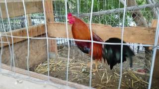 Morning feeding American gamefowl [upl. by Matthew]