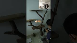 Floating Book Shelf Tree Branch Shelves Live Edgeshorts [upl. by Sedgewake]