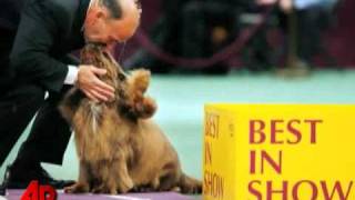 10yearold Sussex Spaniel Wins Westminster Sh [upl. by Ical]