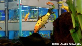 Pet Fish at Petco amp Petsmart [upl. by Oirretno160]