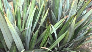 FORMIO Phormium tenax wwwriomoroscom [upl. by Htebzile]