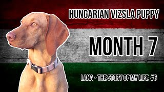 Hungarian Vizsla Puppy 6 Month 7 [upl. by Ettenajna]