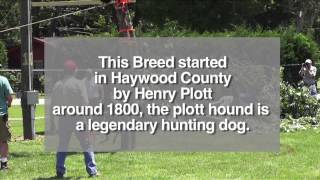 Plott Hounds at Plottfest in Maggie Valley NC [upl. by Ammeg]