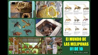 Como es la MELIPONICULTURA y que son las Meliponas 🎥 CAP N1 👉 Opotunidad para paises calidos 🐝🐝 [upl. by Letsirhc]