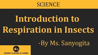 Respiration in InsectsBSc [upl. by Durning72]