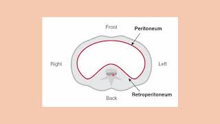 Cavidad peritoneal bolsa omental y retroperitoneo [upl. by Beret]