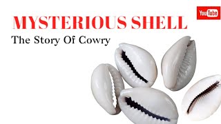 Mysterious Shells The Story Of Cowries [upl. by Shiller]