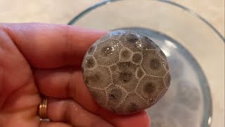 Soaking Petoskey Stones in Vinegar [upl. by Ecertal]