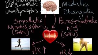 Heart Rate Response to Exercise [upl. by Joo]