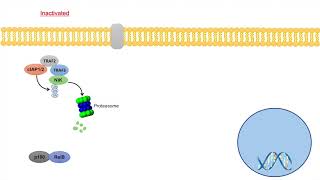 NonCanonical NFkB Signaling Pathway  Mechanism and Function [upl. by Arette]