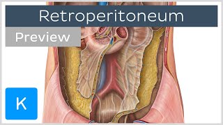 Retroperitoneal organs definition structures preview  Human Anatomy  Kenhub [upl. by Nerek]