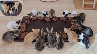 The man who lives with the 17 tiny kittens he rescued is experiencing an explosion of happiness [upl. by Squire]