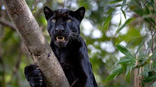 Mysterious Secrets of Black Panther Revealed [upl. by Roel]