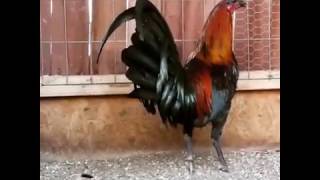 Black McRae  Black Bonanza stag Gamefowl Gallos  Roosters [upl. by Dunham]