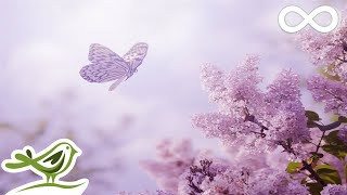 Always Soft Beautiful amp Relaxing Piano Music by Peder B Helland with Nature Photos [upl. by Irrot]