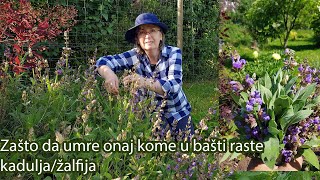 Zašto da umre onaj kome u bašti raste kadulja  Ljekovita biljka  žalfija  Salvia officinalis [upl. by Anidene]