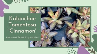 All About Kalanchoe Tomentosa Cinnamon [upl. by Richma]