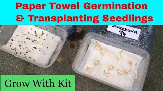 Paper towel seed germination  Transplanting seedlings [upl. by Rochemont]