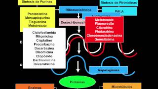 Lo más básico de los antineoplásicos Mecanismo de acción de los citostáticos [upl. by Aer410]