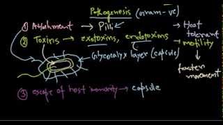 Pseudomonas aeruginosa pathogenesis [upl. by Leyes4]