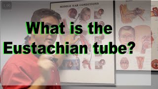 Eustachian Tube explained [upl. by Ahcsrop]