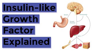 Insulin Like Growth Factor 1 IGF1 Explained Everything You Should Know [upl. by Kinghorn]