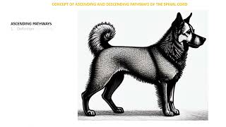 Spinal Cord Ascending and Descending pathways [upl. by Jt]