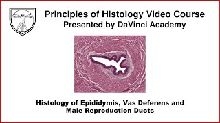 Histology of Epididymis Vas Deferens and Male Repro Ducts Male Reproductive Histology Part 3 of 4 [upl. by Hedwiga]