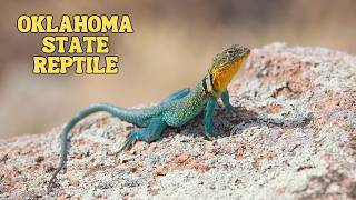 Eastern Collared Lizard Oklahomas State Reptile [upl. by Mahgirb840]