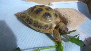 Re russian tortoise feeding [upl. by Tamarra]