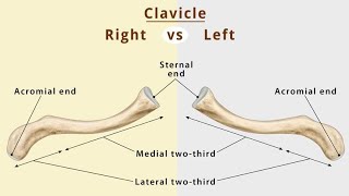 Anatomy of clavicle boneamp function collar bone 🦴 DrNY [upl. by Bradwell187]